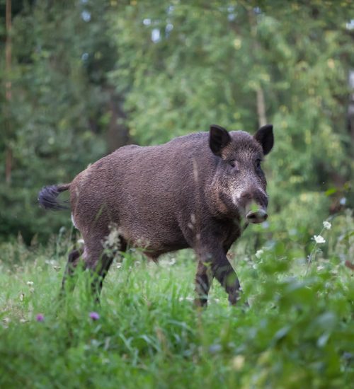 Wild boar (sus scrofa ferus) walking in summer field