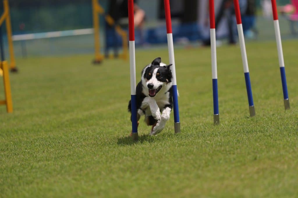 border collie, dog, pet, animal, domestic dog, canine, mammal, agility, nature, competition, slalom