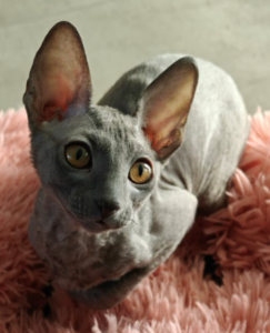 Cornish Rex kitten