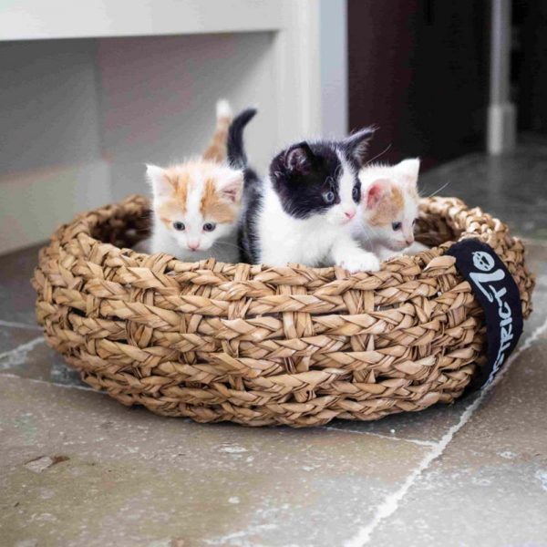 De District70 Cocoon rieten kattenmand, geschikt voor groot en klein. Een mandje vol met deze drie nieuwsgierige kittens.