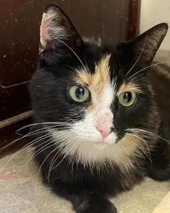 Chloe