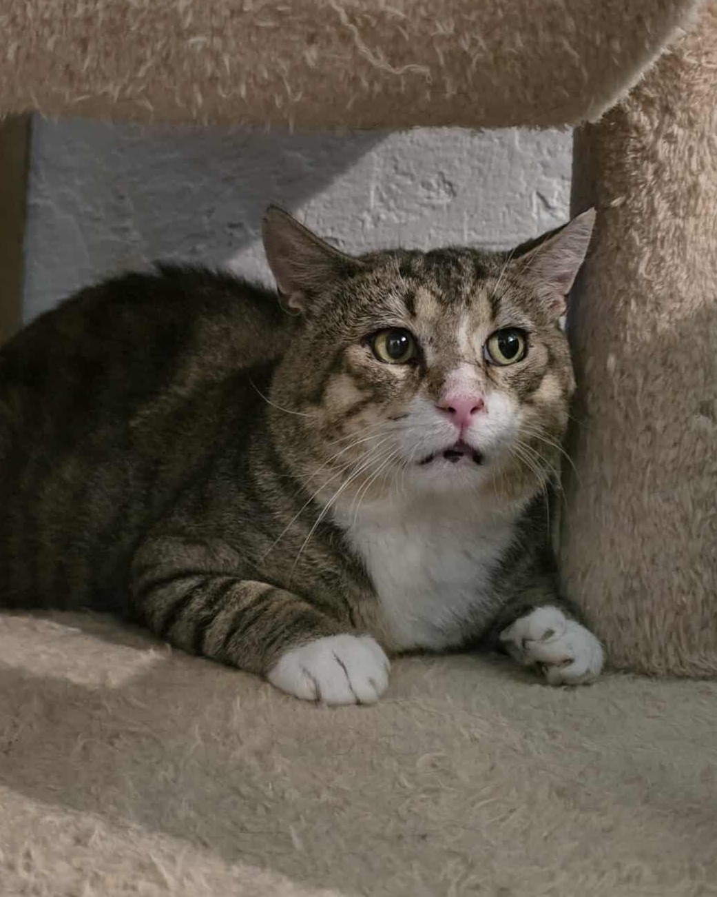 Archie