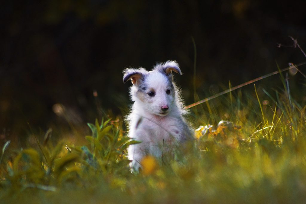 Shetland Sheepdog blue merle