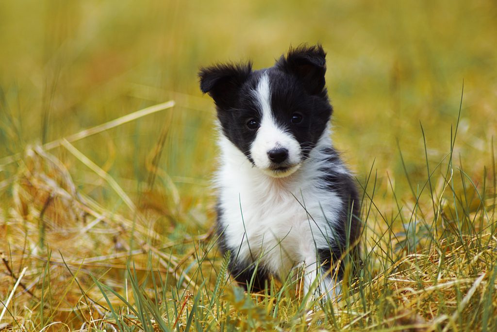 svartvit shetland sheepdog