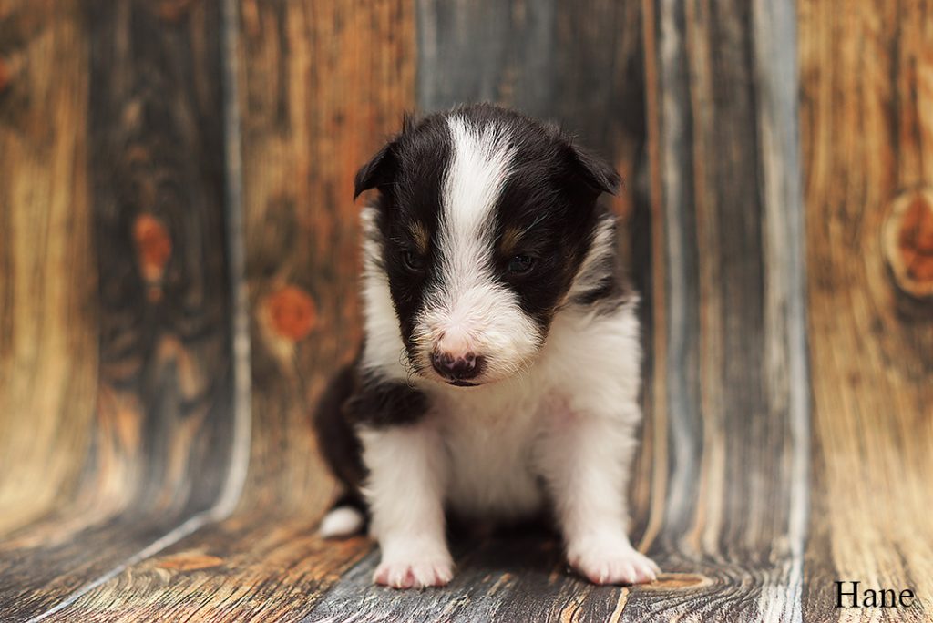 Shetland sheepdog valp trefärgad