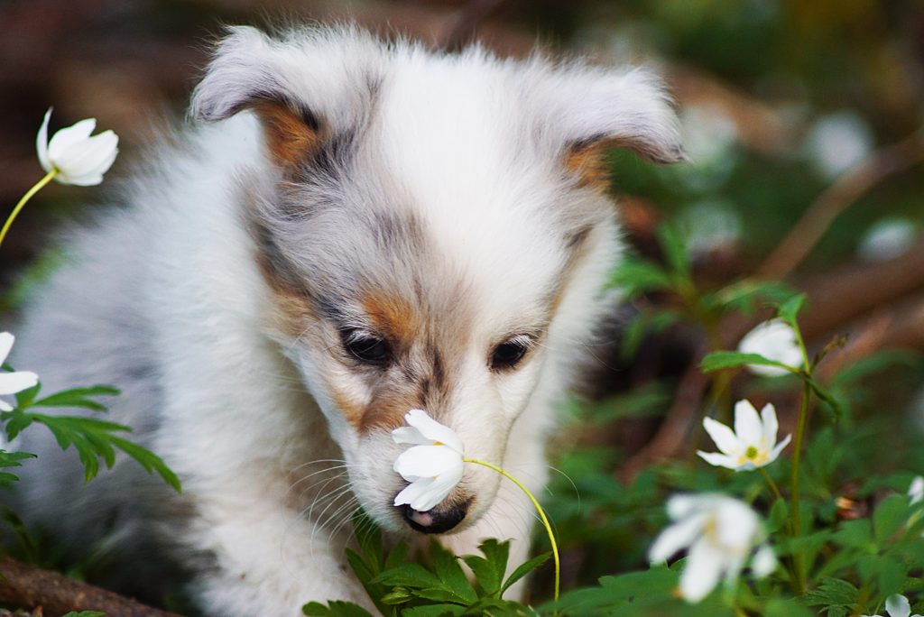 Shetland Sheepdog valp Västernorrland