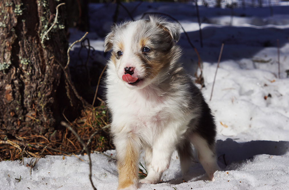 Shetland Sheepdog blue merle