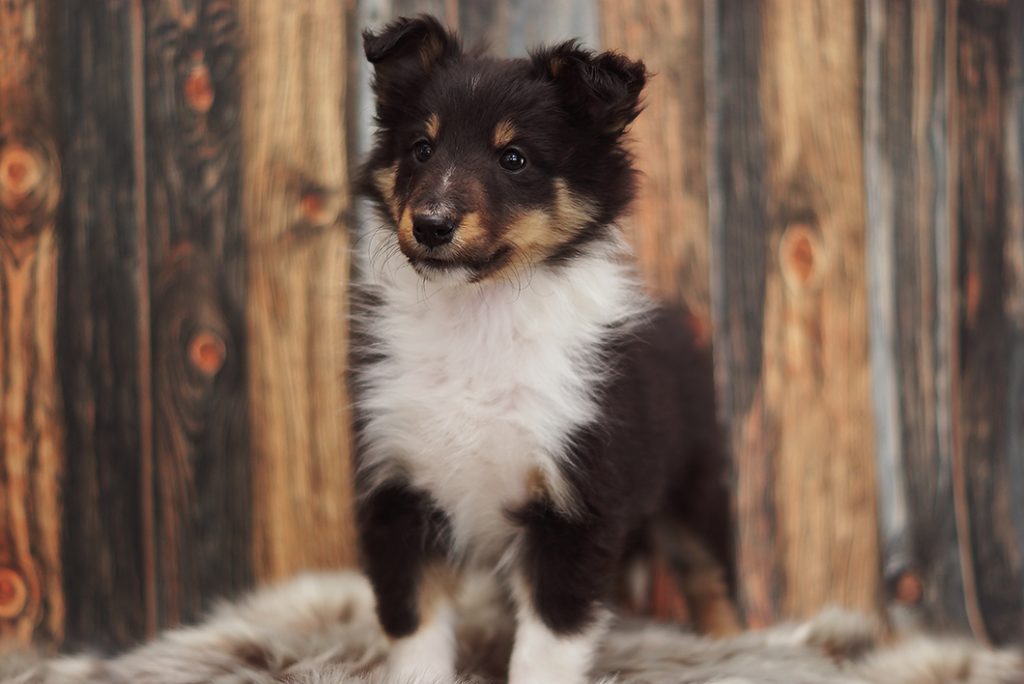 Shetland sheepdog fodervärd