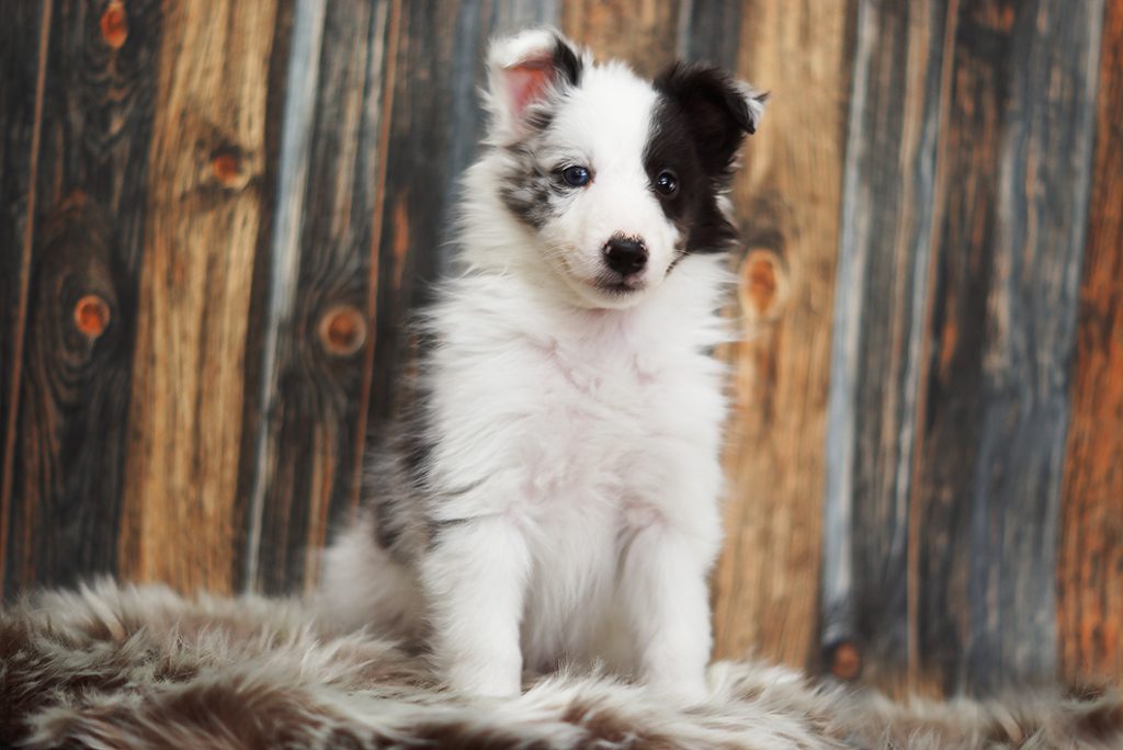 Shetland Sheepdog bi blue