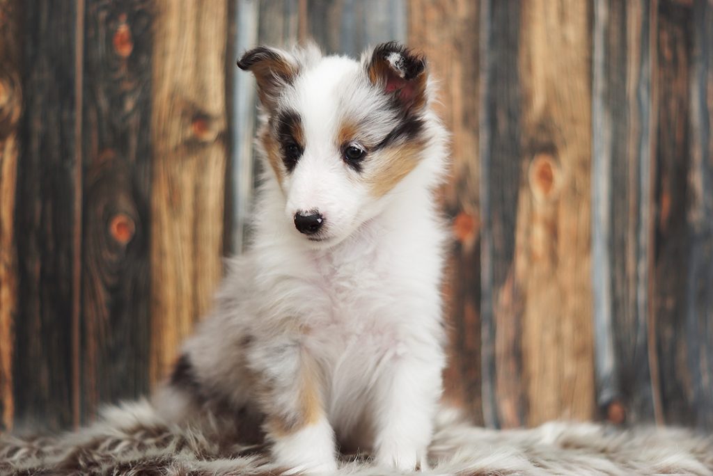 blue merle shetland sheepdog valp