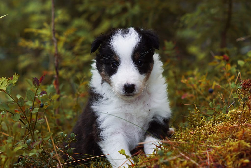 Trefärgad shetland sheepdog valp tik