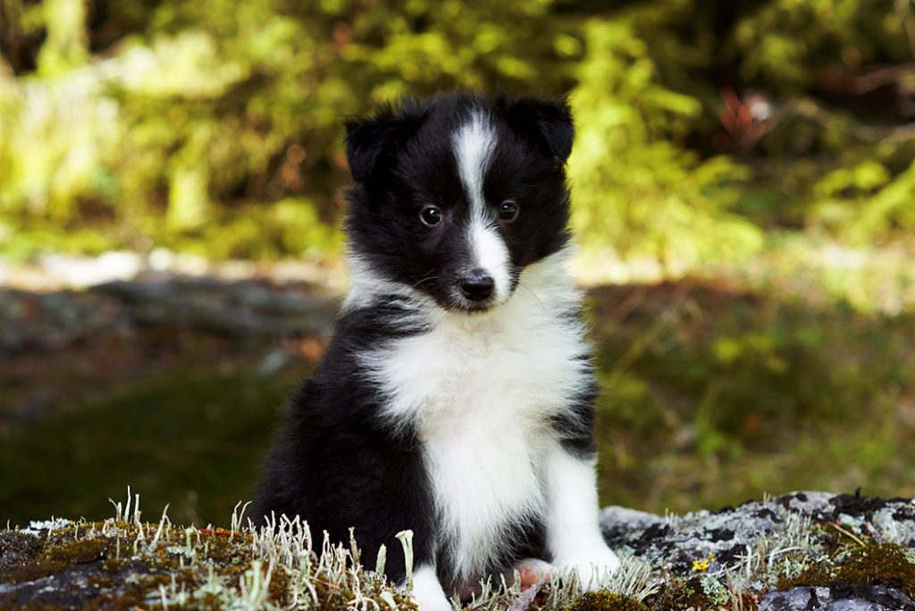 Shetland Sheepdog valpar till salu