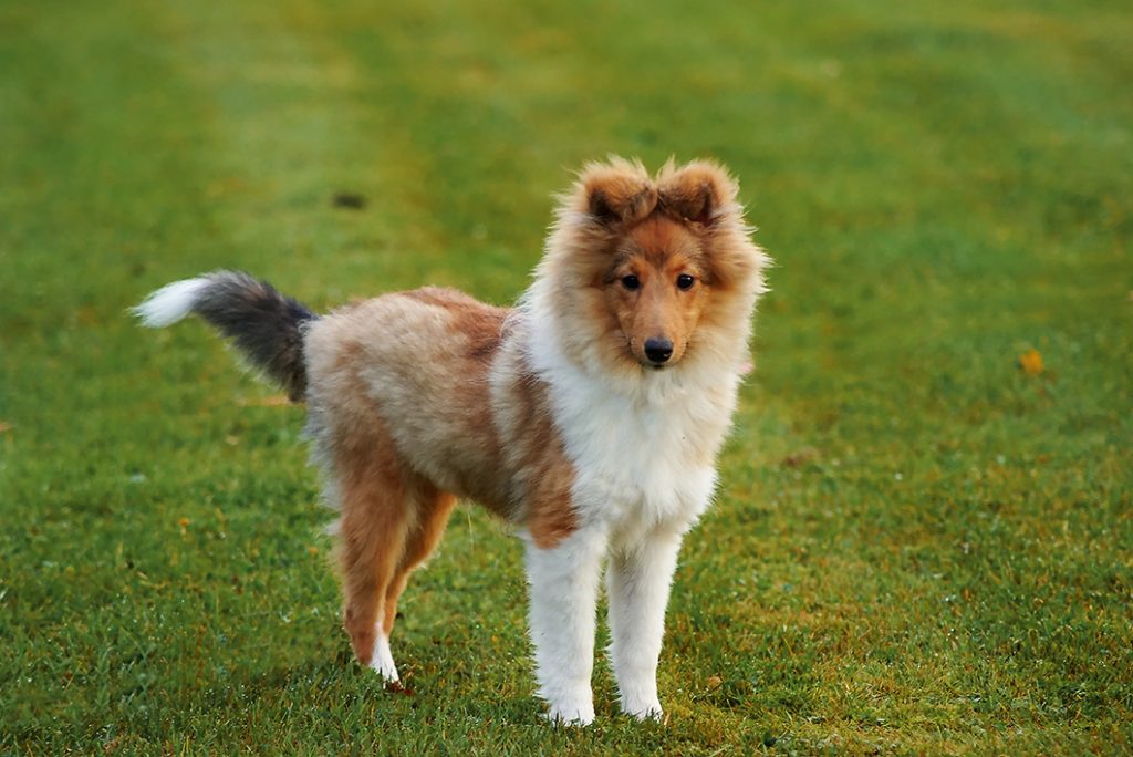 Sobel Shetland sheepdog valp i Västernorrland