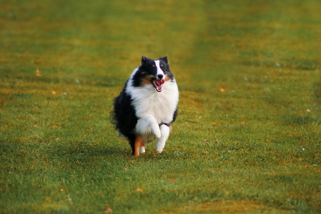 Trefärgad Shetland Sheepdog Sundsvall