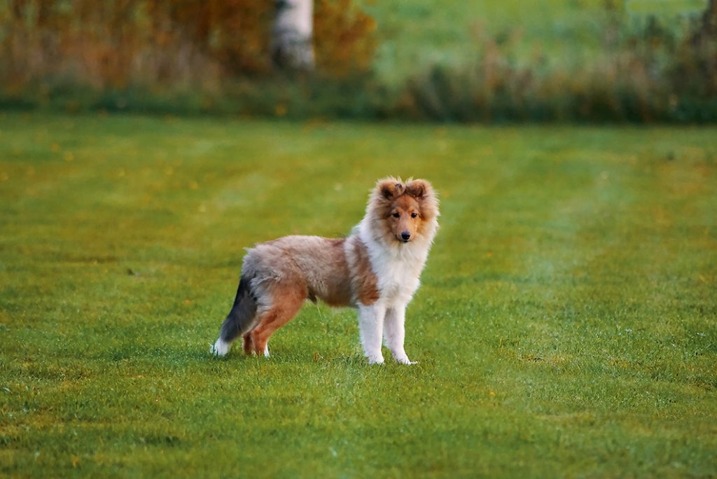 Sobel Sheltie valp Jämtland