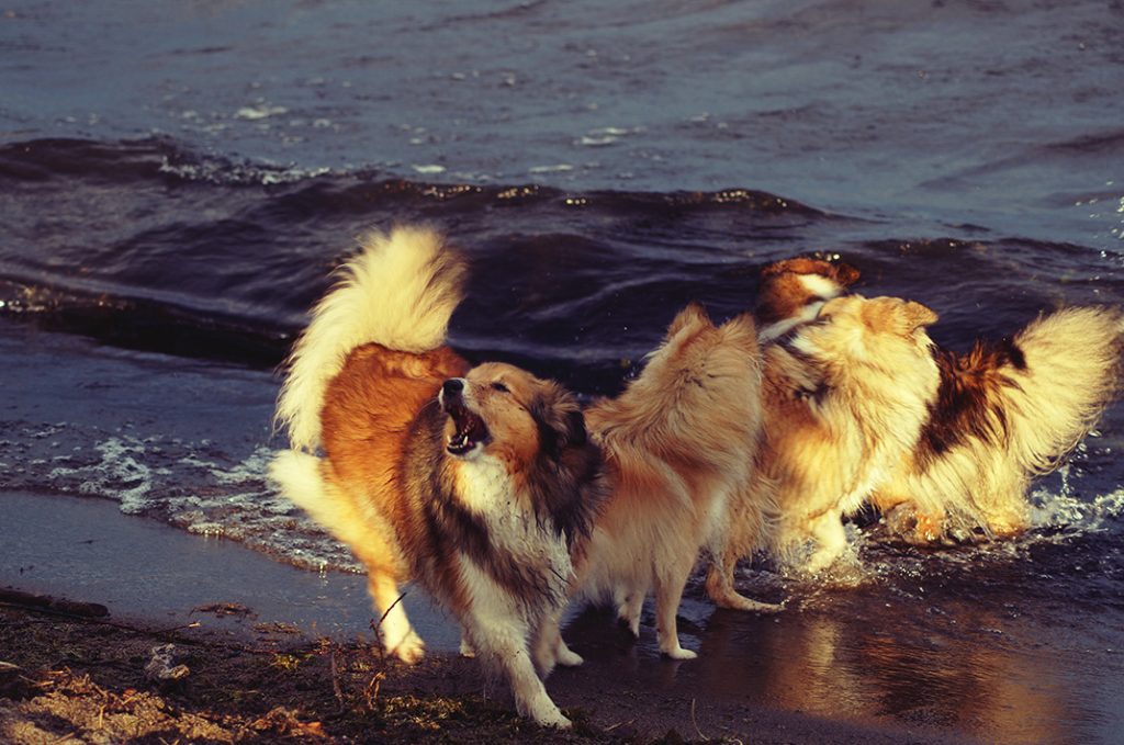 Shetland sheepdog en skällig ras