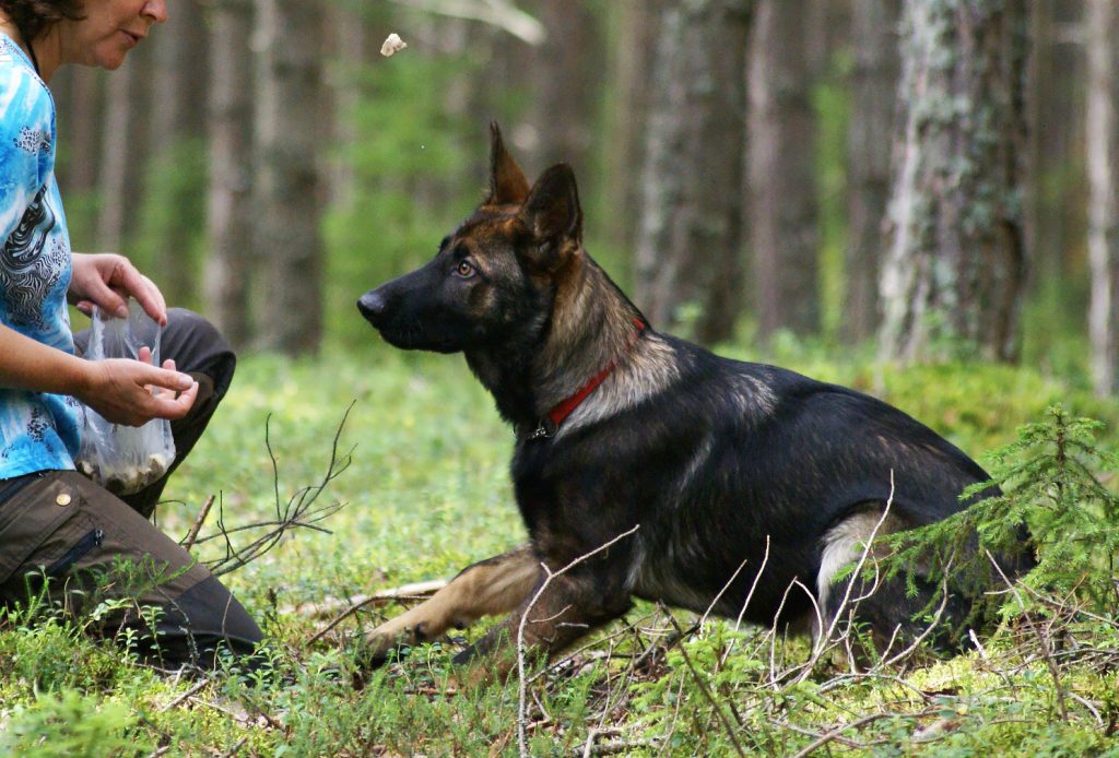 Hund träning schäfer