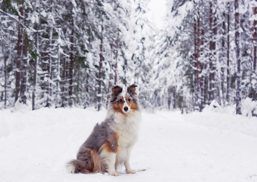 Blue merle sheltie i Västernorrland