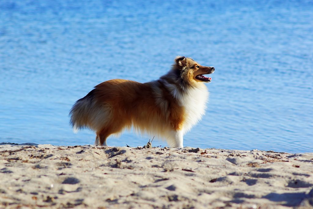 Shetland sheepdog omplacering