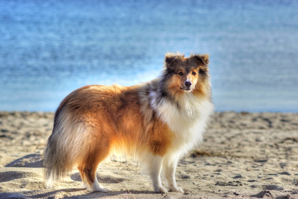 Shetland sheepdog sobel