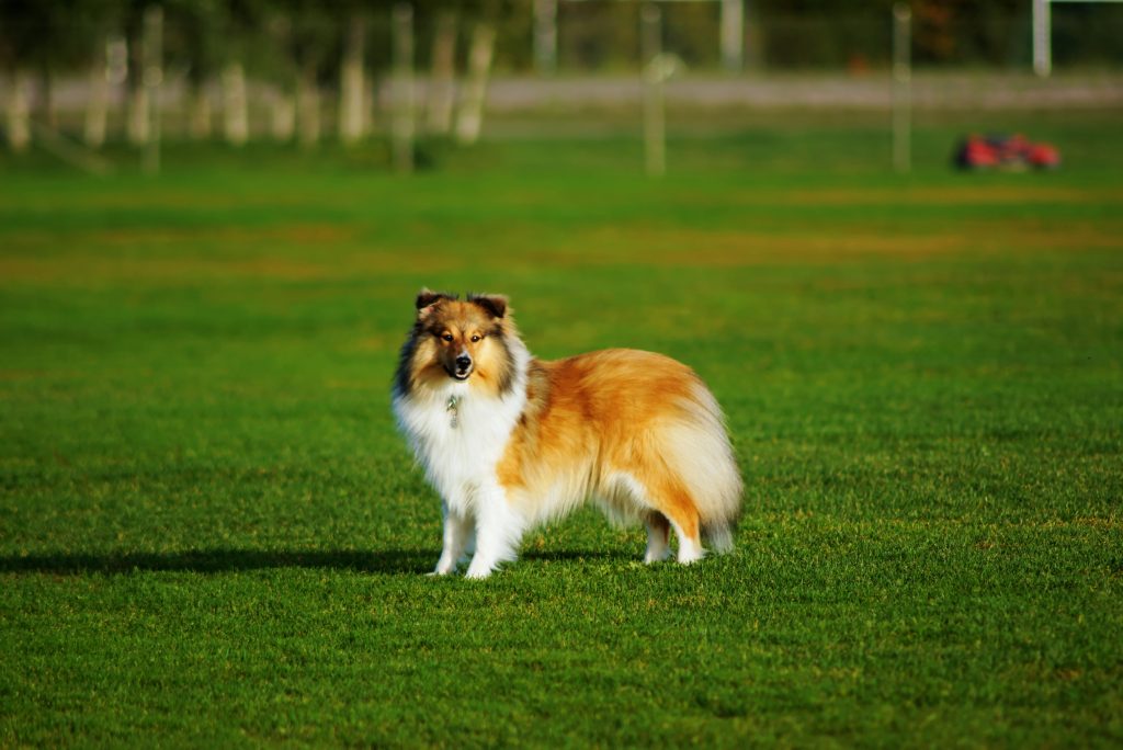 Fakta om shetland sheepdog, Sobel sheltie