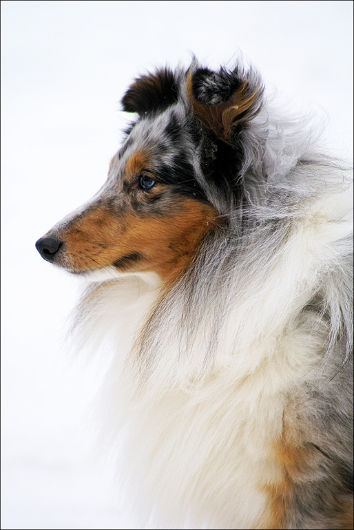 Shetland Sheepdog blue merle