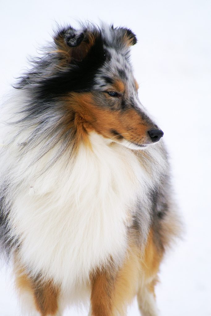 Shetland Sheepdog blue merle