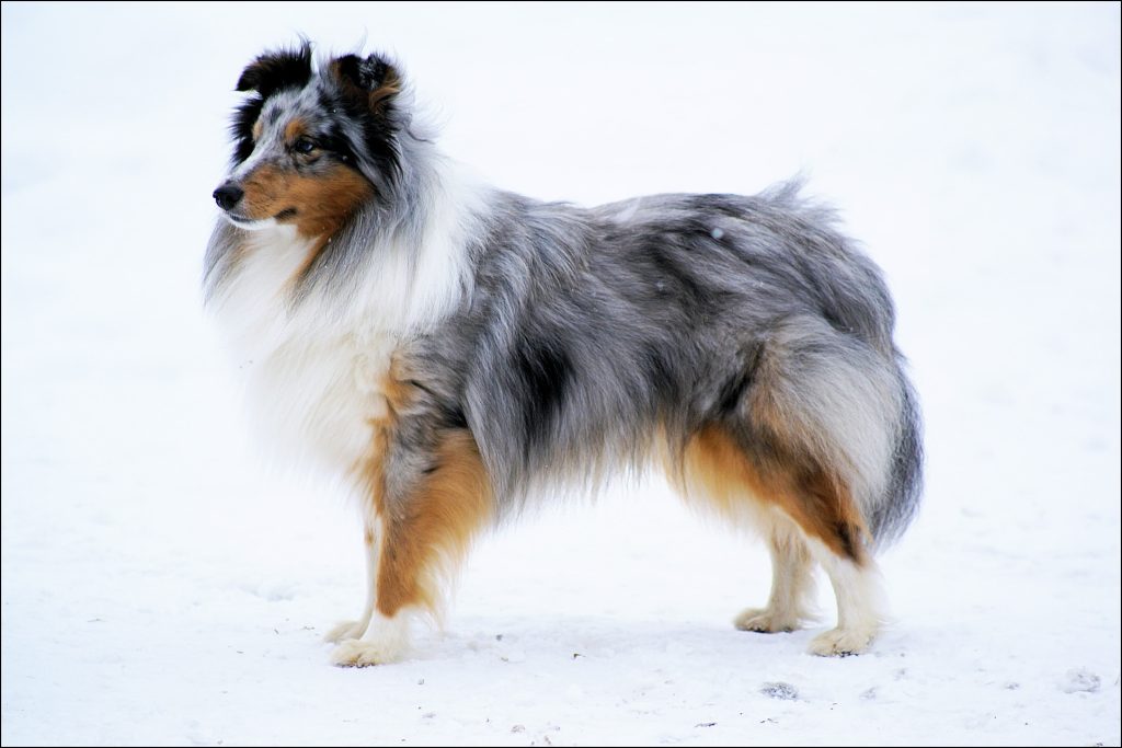 Blue merle shetland sheepdog