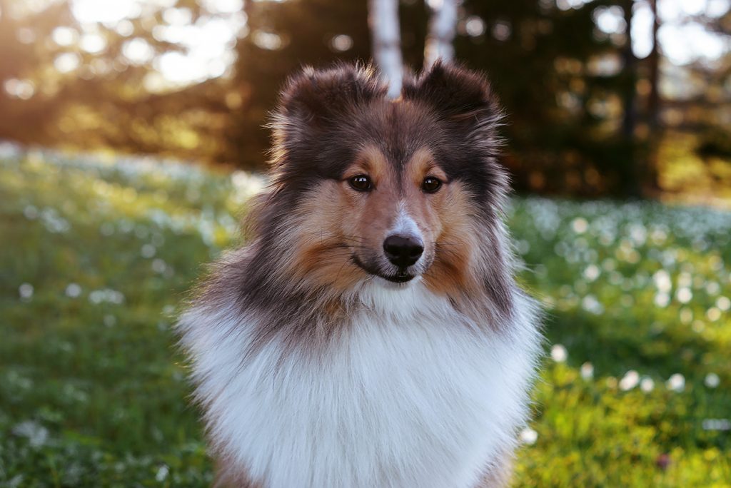 Huvud bild på sobel Sheltie