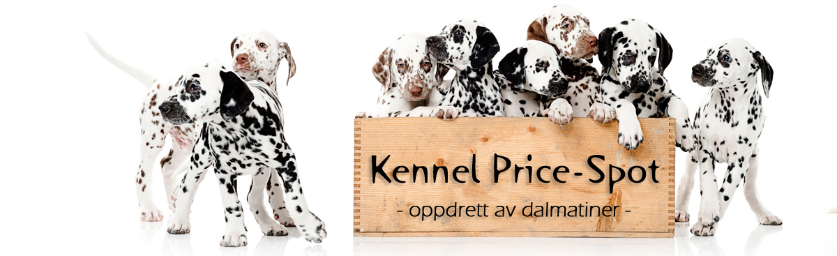 Kennel Price-Spot – Oppdrett av dalmatiner