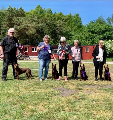 190525 SVEKK SLO rasspecial – Kennel Sandskogen Bästa uppfödargrupp!