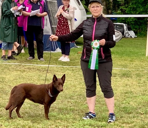 190615 Höganäs Hund – Sandskogens Elit BIR och BIS-4