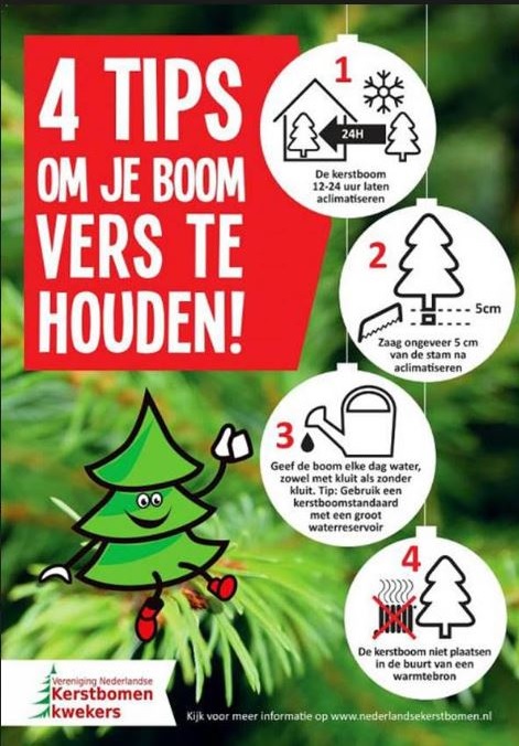 kerstbomen sint-oedenrode tips