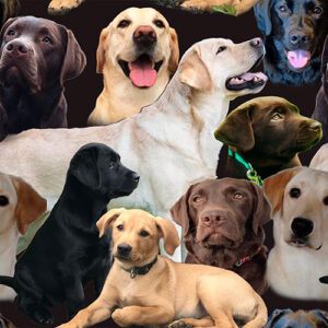 Design selv foto collage labrador