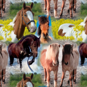 Fotostof heste