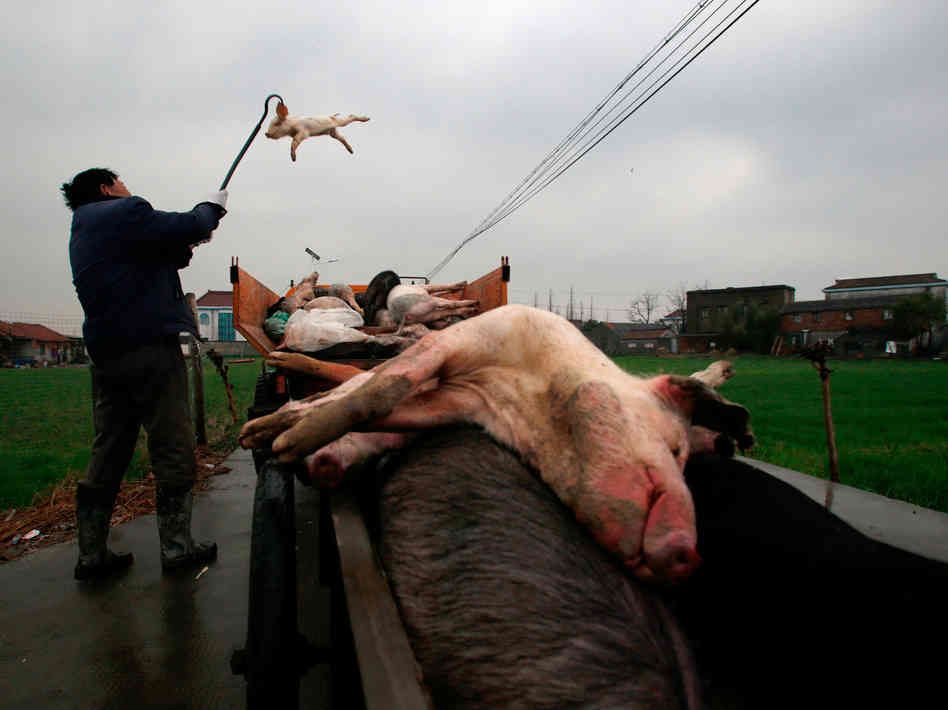 shanghai döda grisar