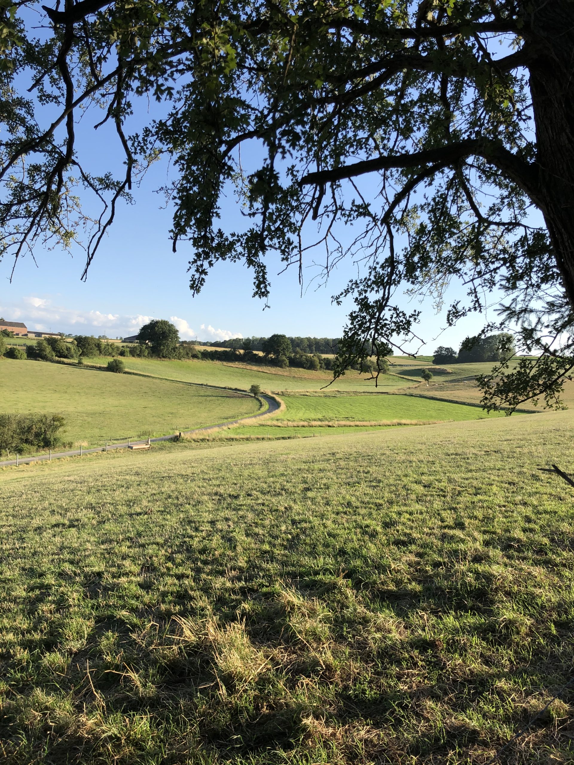 view from the garden