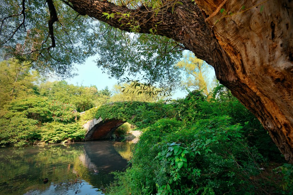 Paisaje natural de un pequeño puente de piedra cubierto de vegetación, sobre un riachuelo. En primer plano aparece la corteza de un árbol añejo. Kiribil Semilla.