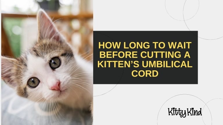 How Long to Wait Before Cutting a Kitten’s Umbilical Cord