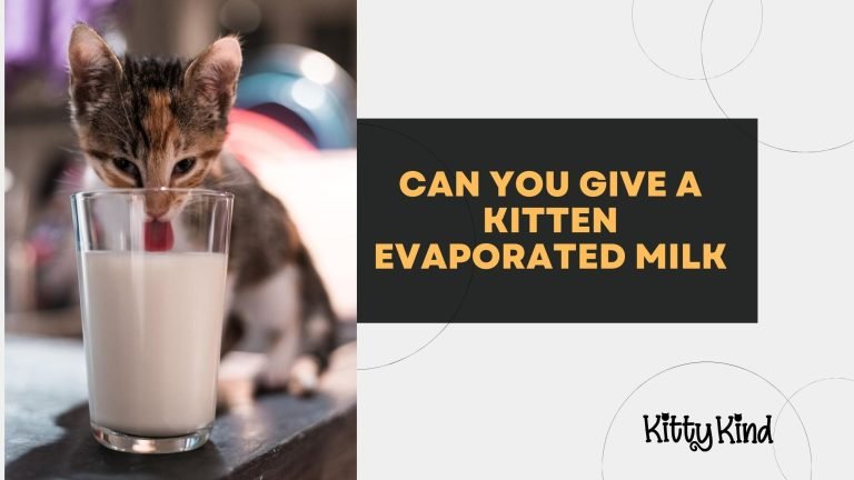 Can You Give a Kitten Evaporated Milk