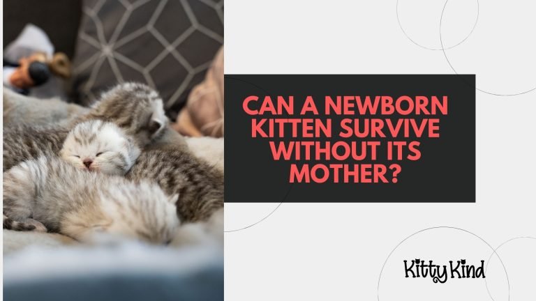 Can a Newborn Kitten Survive Without Its Mother