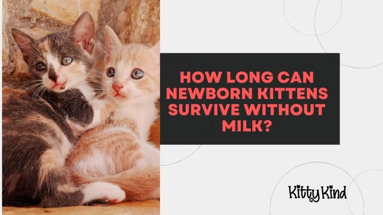 How Long Can Newborn Kittens Survive Without Milk