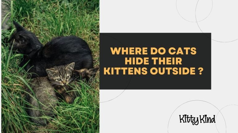 Where Do Cats Hide Their Kittens Outside