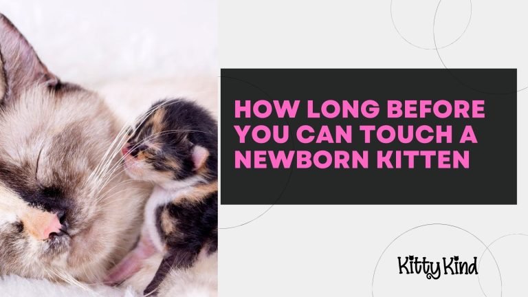 How Long Before You Can Touch a Newborn Kitten