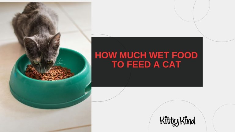 How Much Wet Food to Feed a Cat