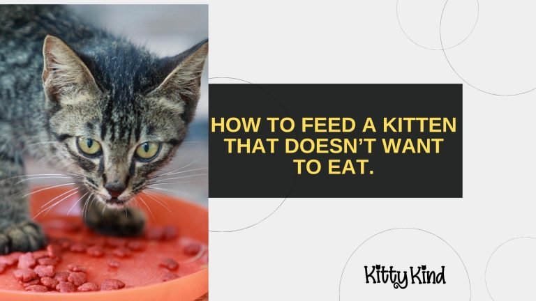 How to Feed a Kitten That Doesn’t Want to Eat.