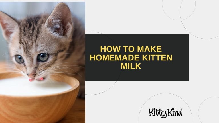 How to Make Homemade Kitten Milk