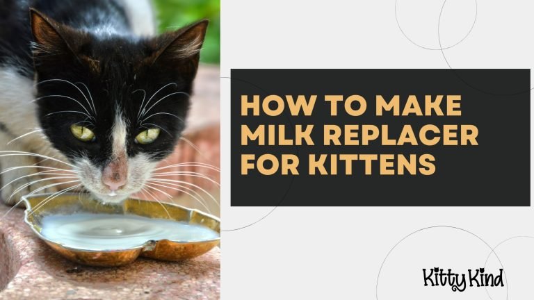 How to Make Milk Replacer for Kittens