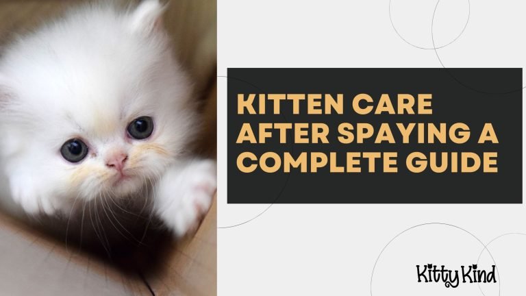 Kitten Care After Spaying A Complete Guide