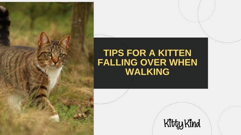 Tips for a Kitten Falling Over When Walking